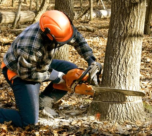 Tree Removal in West Forks, ME